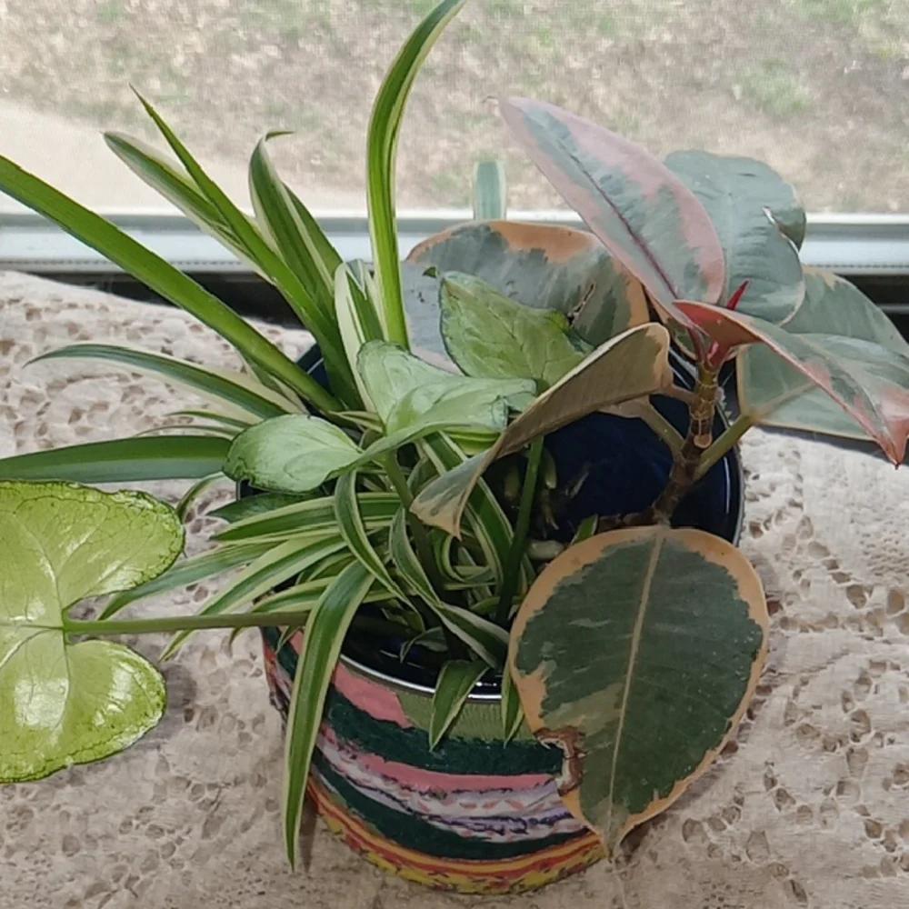 Colorful Boho Patchwork Planter with plants